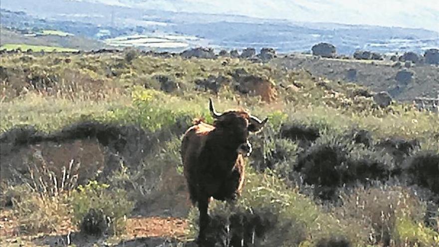 Todos detrás del toro