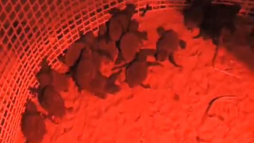 Nacen los primeros ejemplares de tortuga boba en la Reigón