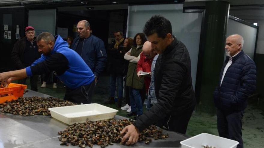 Los percebeiros de Bueu vuelven al mar tras un paro de cuatro meses y el estado del recurso es dramático