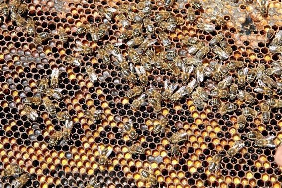 Pau Ixent Queralt und Biel Coll sind die einzigen Züchter von Bienenköniginnen auf der Insel. Ein Besuch auf den Wiesen von Son Berga bei Alaró