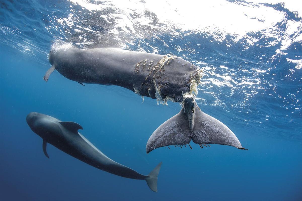 Ballena piloto, herida por la hélice de una embarcación de mediano tamaño