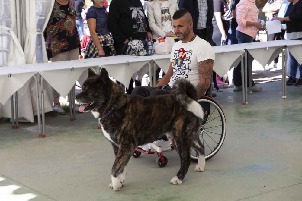 Zamora y sus perros "más guapos"