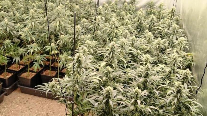 Dos detinguts i una investigada per tenir un cultiu de marihuana en una casa de Figueres