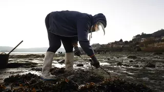 Molusco gallego, un diamante en el mar