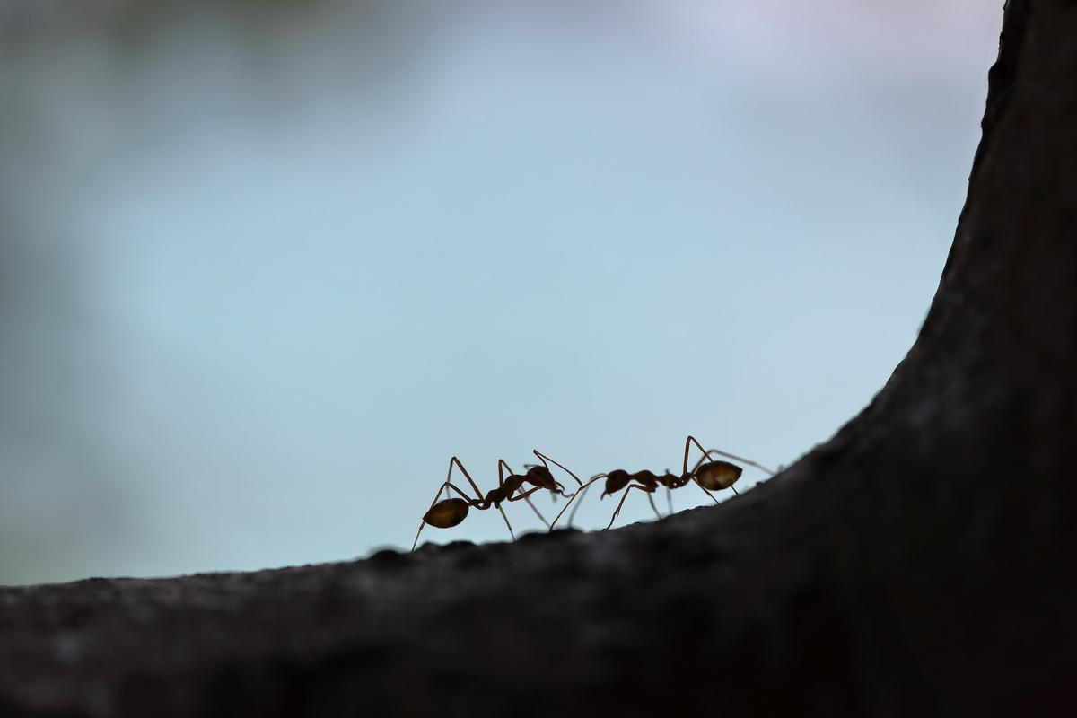 ¿Els insectes també tenen sentiments i consciència?