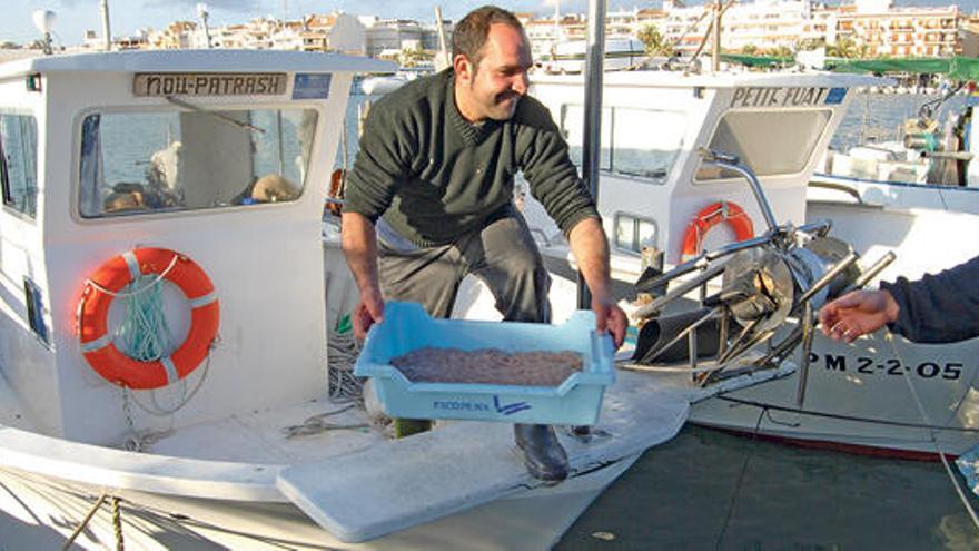 Un pescador del Nou Patrash, del Puerto de Alcúdia, descargando jonquillo en 2012.