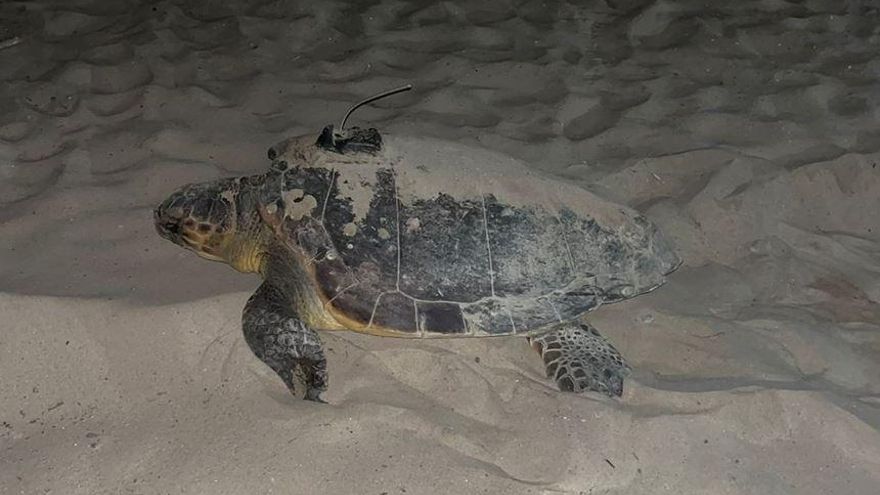 Dálmata, la historia de la tortuga marina que ha nidificado en Valencia