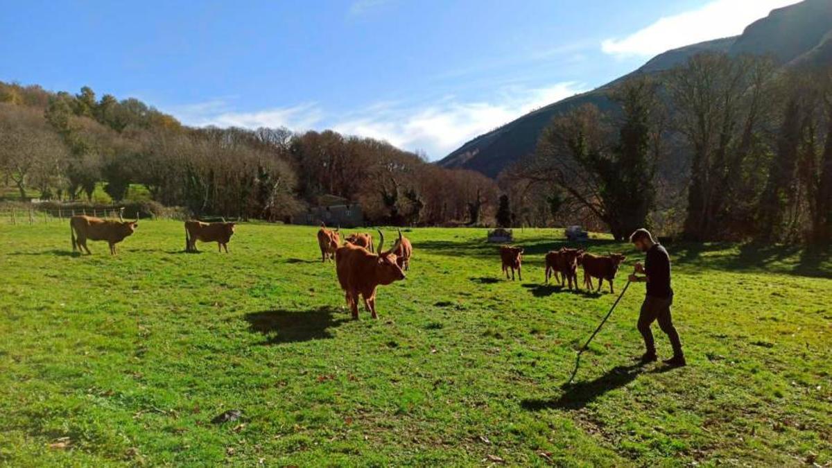 Un jóven ganadero pastoreando a sus reses cachenas en un prado