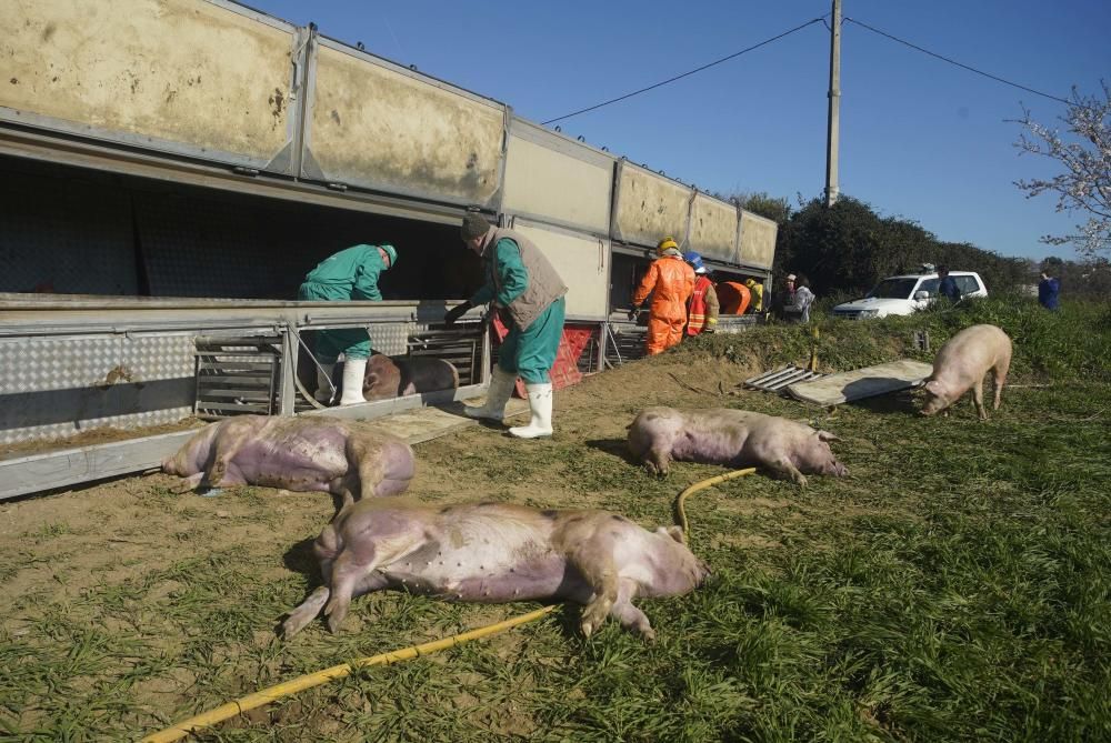 Bolca un camió amb porcs a la Tallada d'Empordà