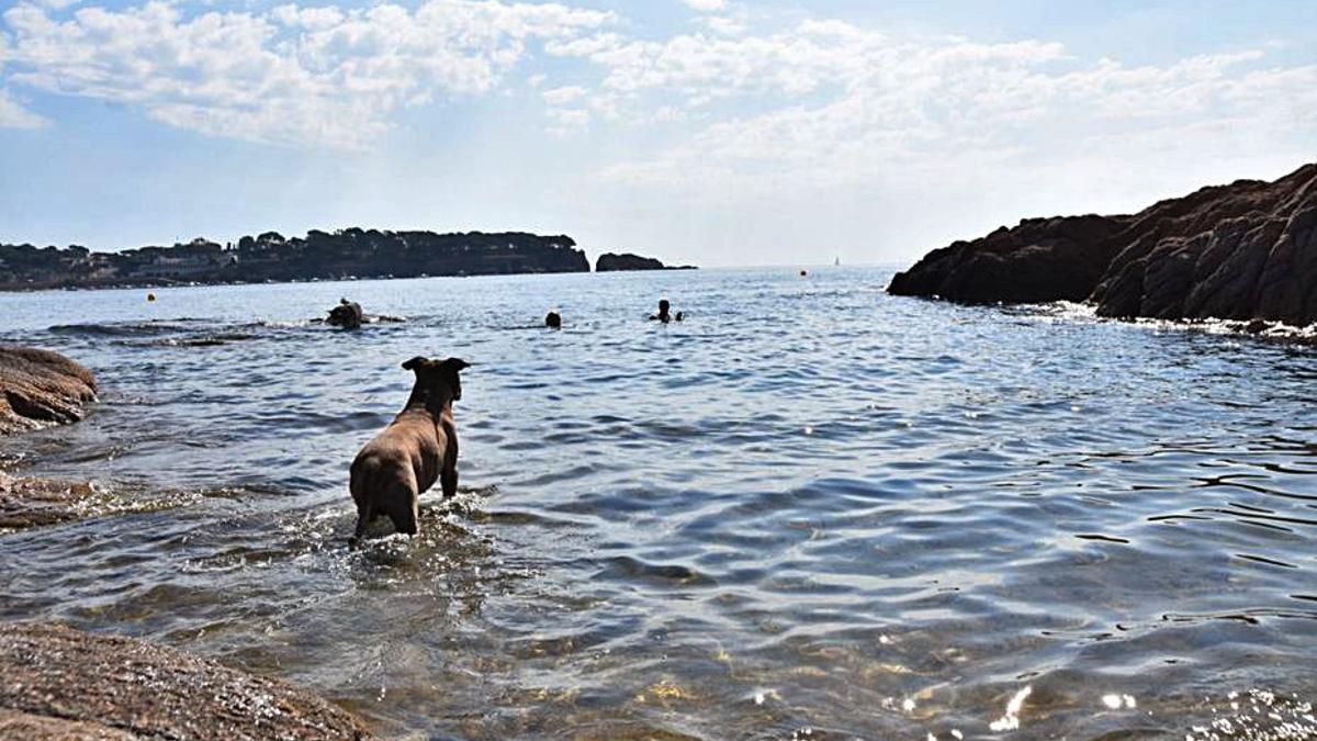 St. Feliu de Guíxols permet l’entrada de gossos a cala del Niu. | AJ. ST FELIU DE GUÍXOLS