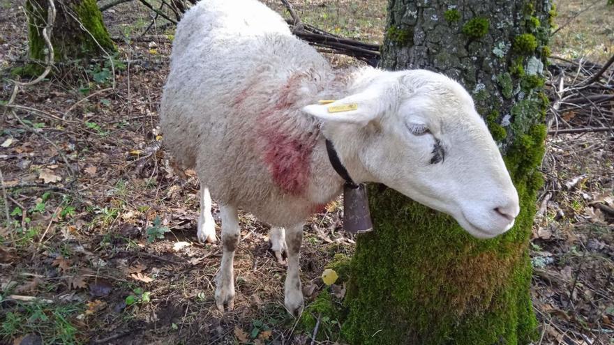 Una de las ovejas víctima de la última lobada en Martín de Terroso. | A. S.