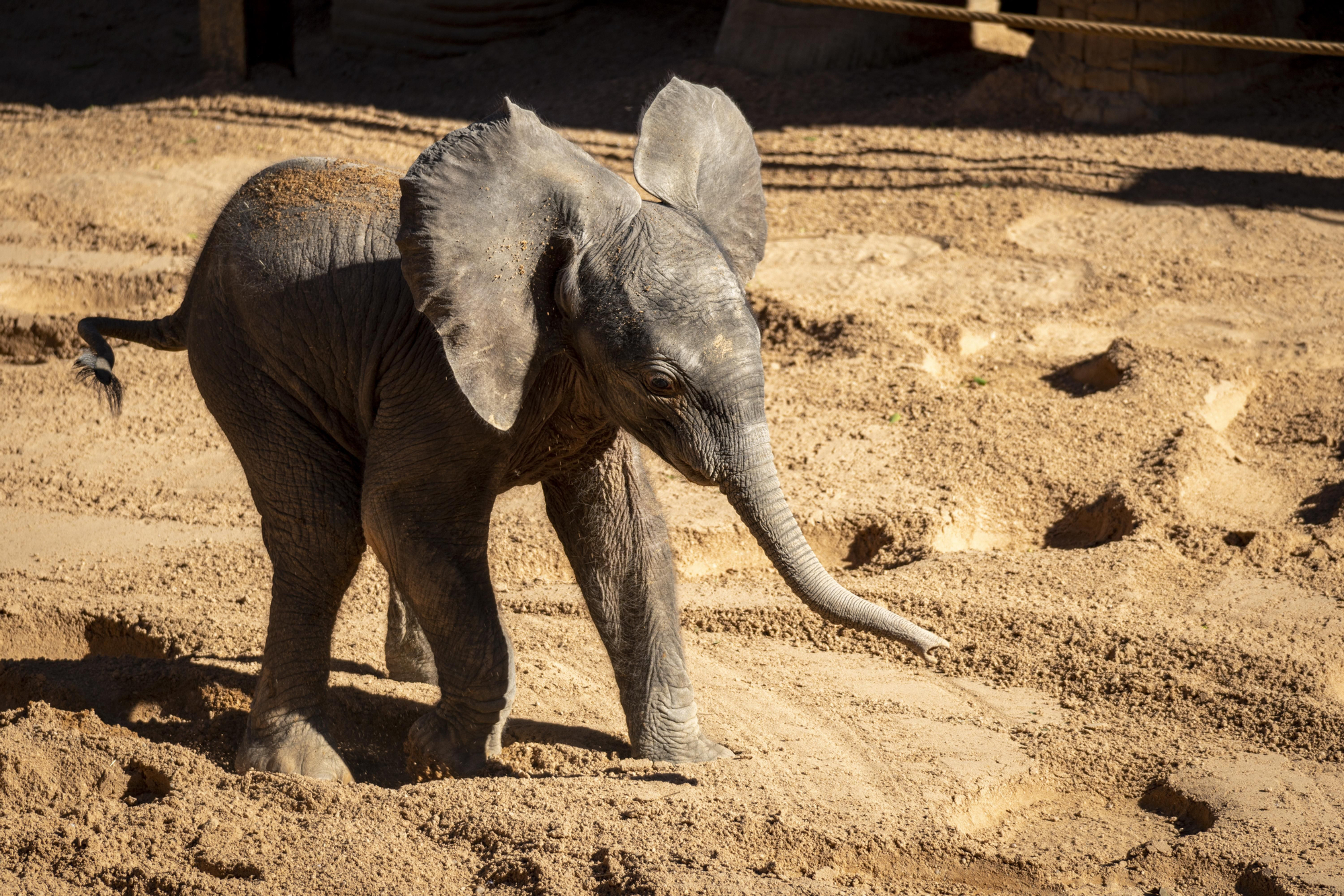 Nacimiento en Bioparc del primer elefante africano en la Comunitat Valenciana