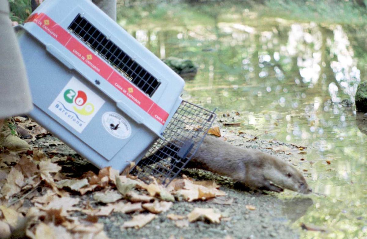 Una llúdriga sortint de la caixa