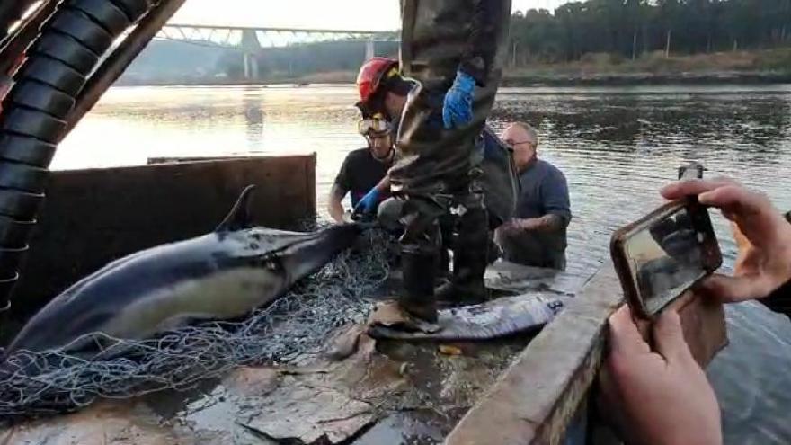 Agónico rescate de un delfín en Catoira