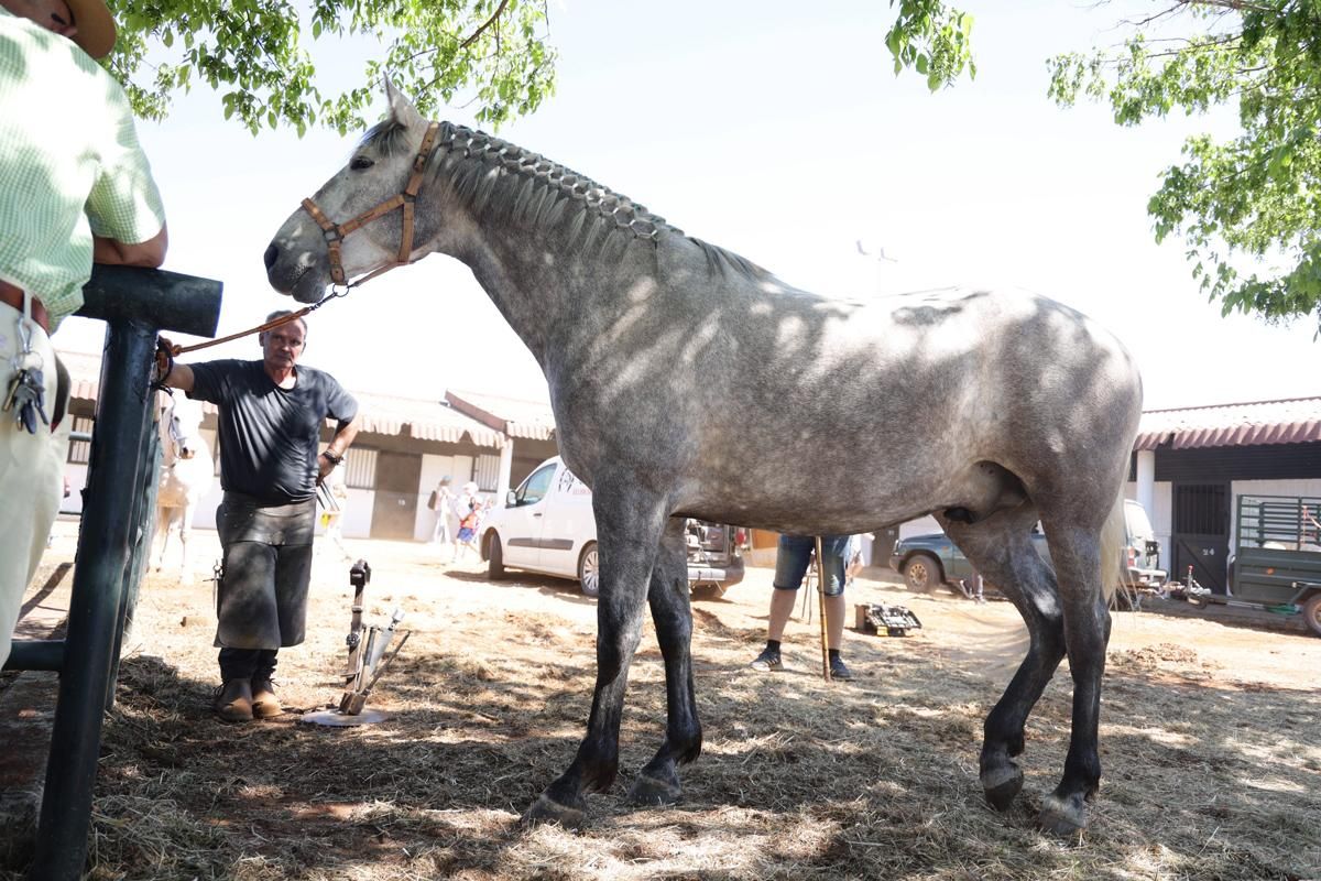 Fotogalería | Así se ha desarrollado la feria equina de Cáceres