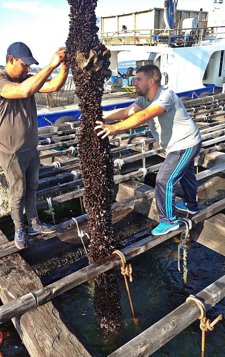 Dos bateeiros sujetan una cuerda de desdoble que será despachada para industria en noviembre.