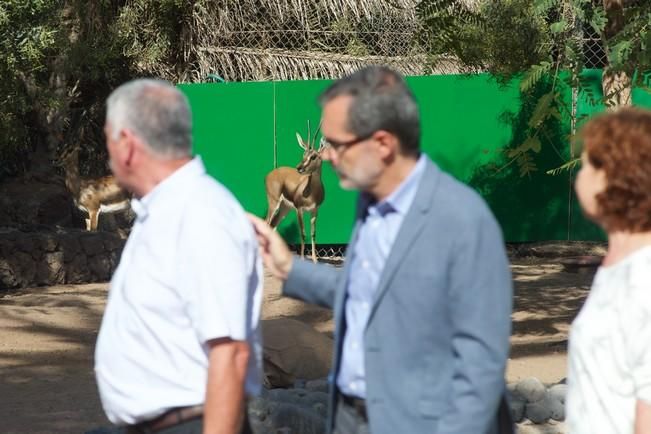 FUERTEVENTURA - GACELA EN ZOO LA LAJITA - 17-10-16