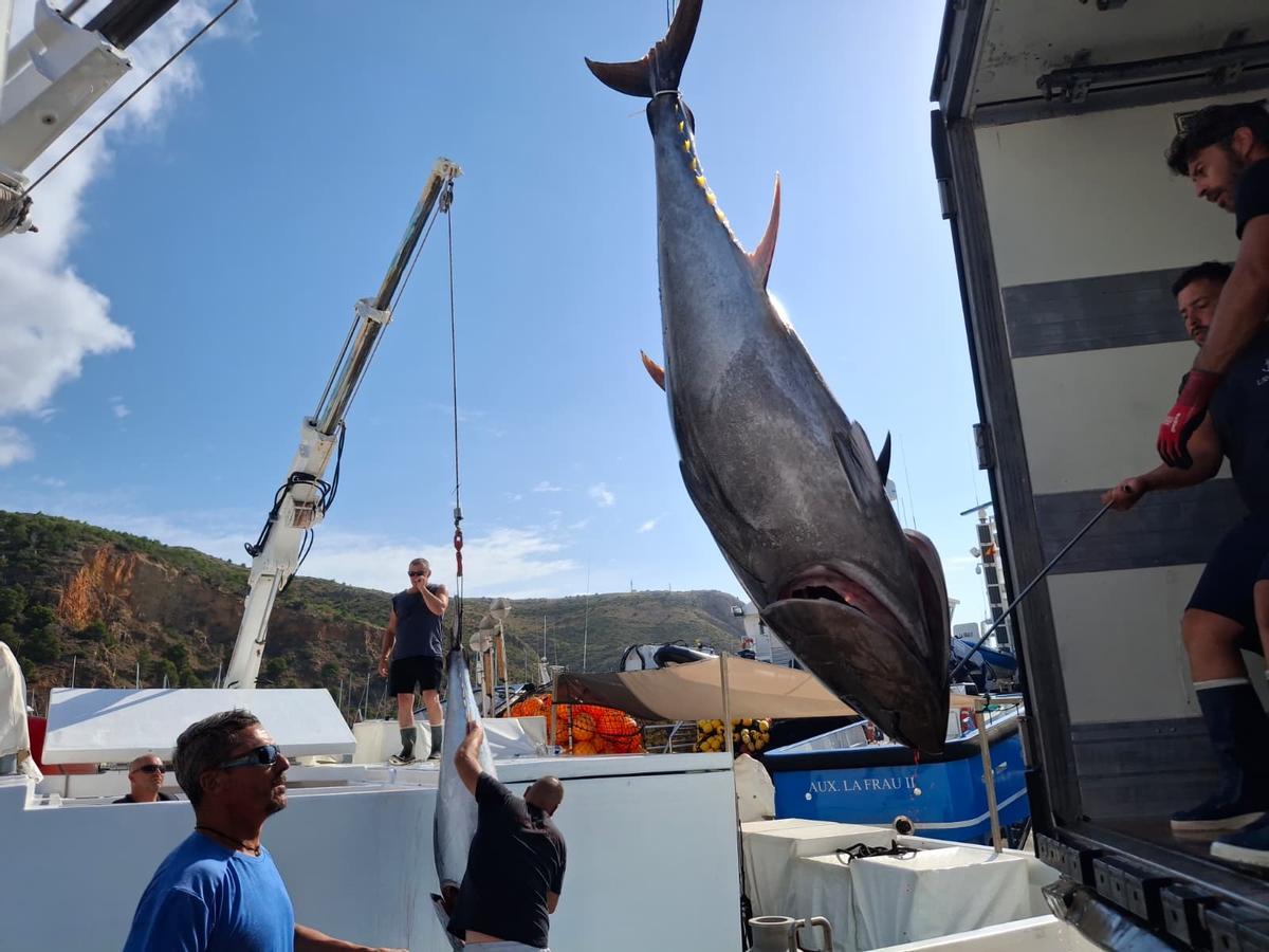 Actividad frenética en el puerto de Xàbia: las imágenes de la descarga de los atunes