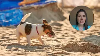 Los veterinarios advierten sobre los perros y el agua de mar: «Lo más probable es que tenga algún vómito y diarrea»