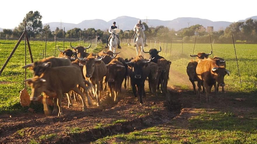 Imagen del reportaje de ‘Tendido Cero’ sobre la cría de ganado bravo en Mallorca donde se ve la finca de El Onsareño. | TENDIDO CERO