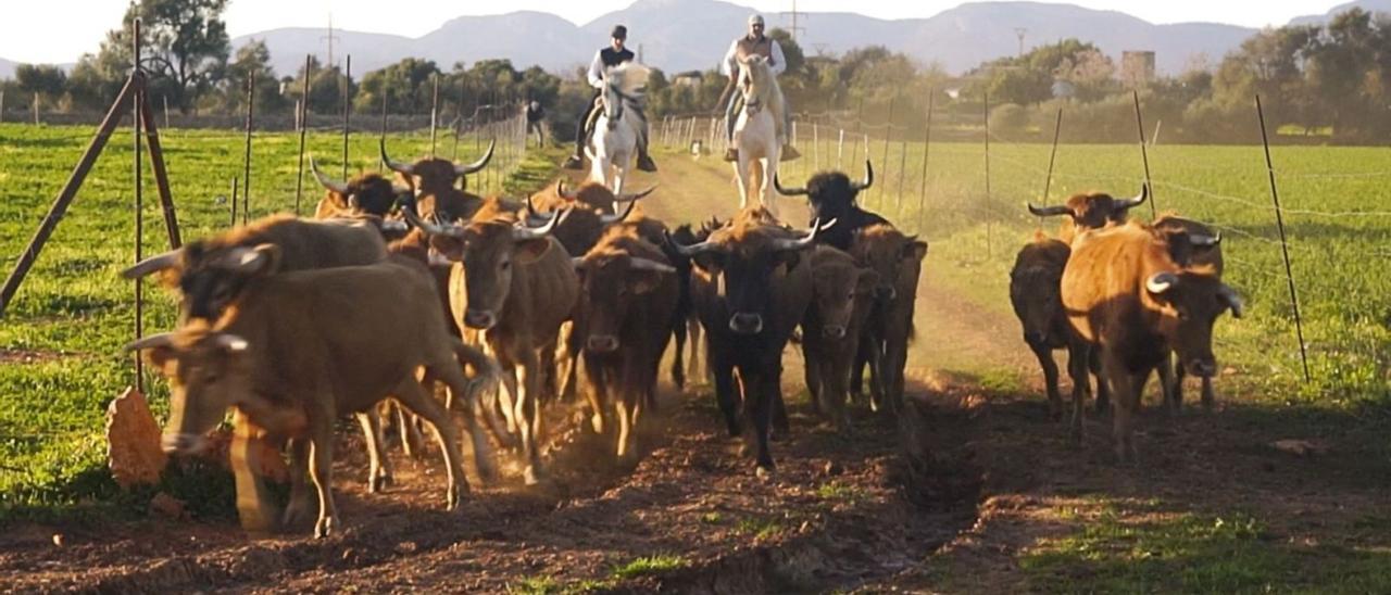 Imagen del reportaje de ‘Tendido Cero’ sobre la cría de ganado bravo en Mallorca donde se ve la finca de El Onsareño. | TENDIDO CERO