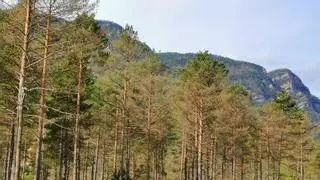 Catalunya detecta por primera vez el hongo de la banda marrón en pinos del Berguedà