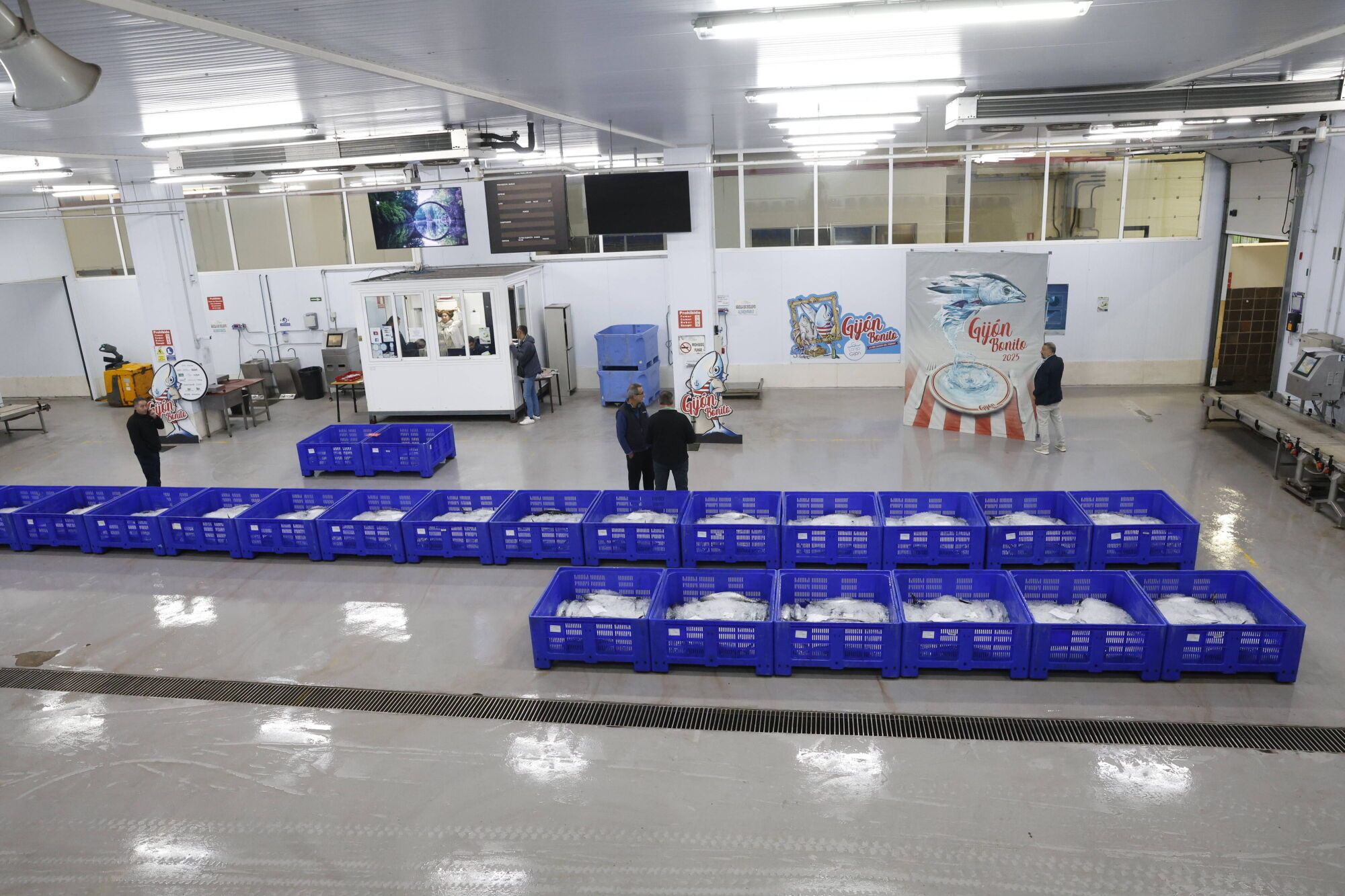 EN IMÁGENES: La campaña de bonito arranca en la lonja de Gijón con una descarga de 2.800 kilos: "El pescado está cambiando las rutinas"