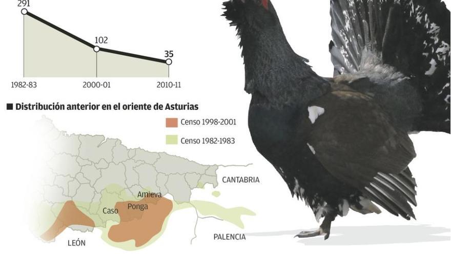 El plan del hábitat del urogallo actuará esta primavera en Caso, Ponga y Amieva