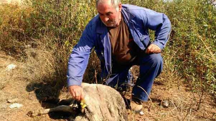 El ganadero Miguel Gago con una de los animales muertos.