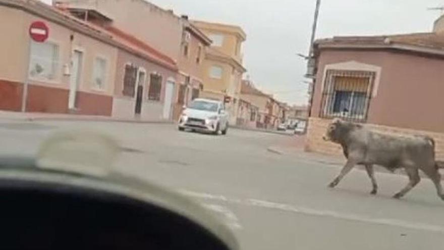 Alarma al escaparse dos toros de una finca de Las Torres de Cotillas