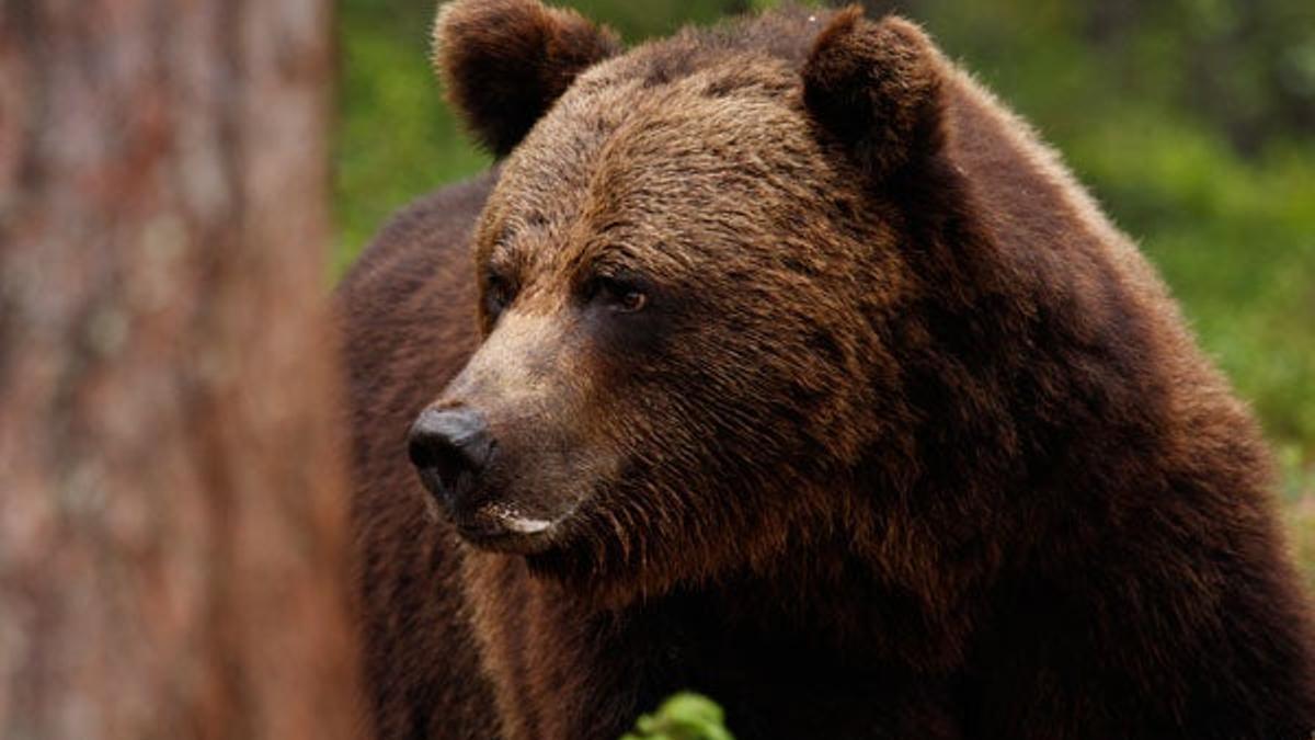 Osos pardos en la taiga finlandesa