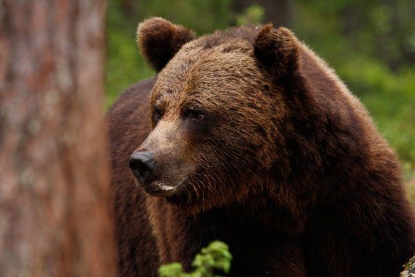 Finlandia acoge una de las mayores reservas de osos pardos salvajes del Viejo Continente, con aproximadamente un millar de ejemplares en libertad.