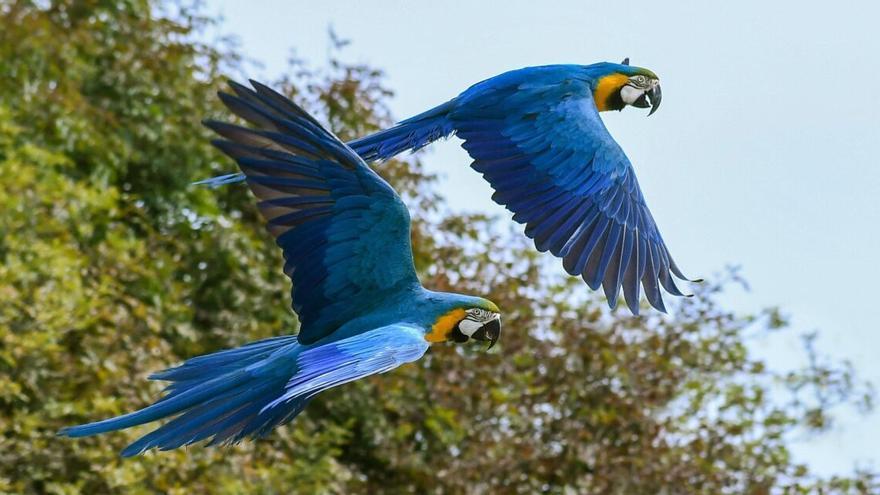 Las aves del Amazonas, cada vez más pequeñas debido al cambio climático