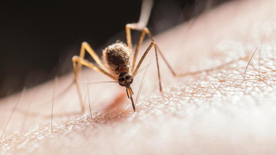 Ni cremes ni esprais: el truc viral i casolà que molts fan servir per fer fora els mosquits a la nit
