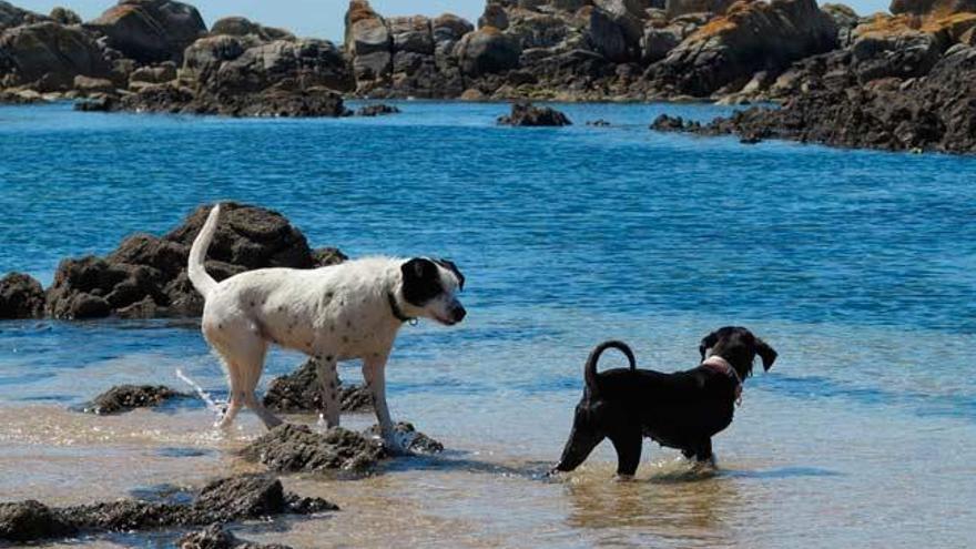 Cinco playas gallegas para perros, ¿demasiado pocas? - Faro de Vigo