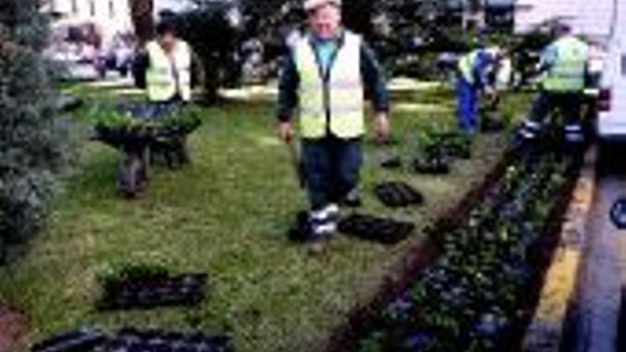 Replantación de flores en la plaza de San Atón