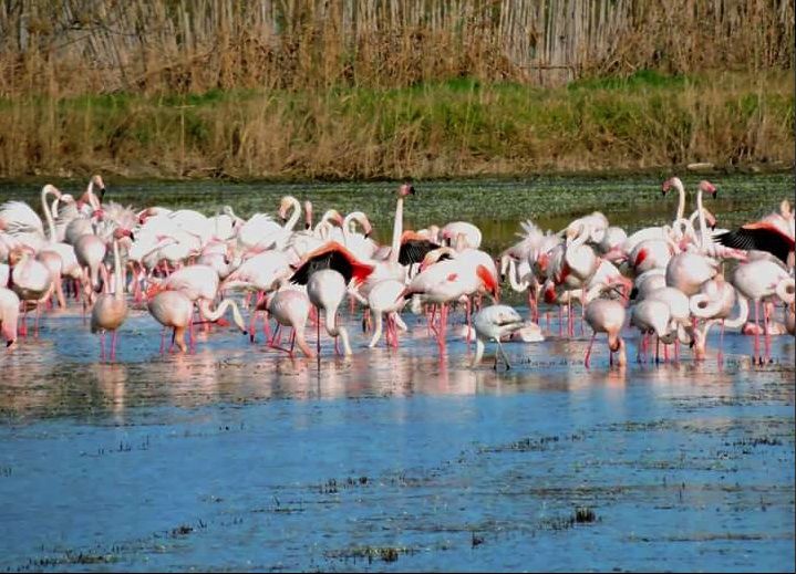 Las mejores imágenes de l'Albufera en el Día Mundial de los Humedales