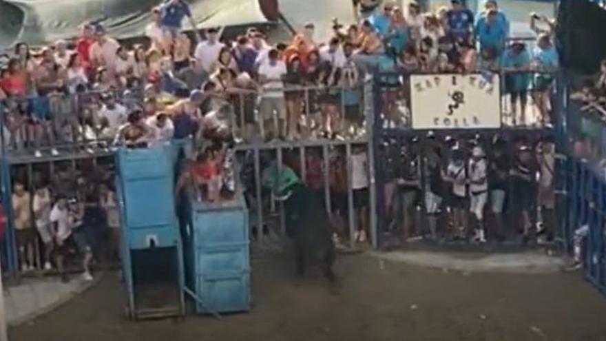 Fiestas de Sant Pere: El toro cornea a un hombre dentro de un &#039;cadafal&#039; en el Grau