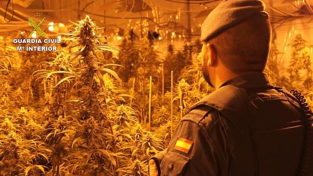 Desmantelan en Chiva la mayor plantación de marihuana de la C. Valenciana