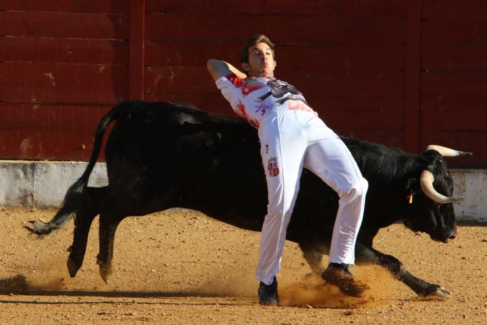 Concurso de cortes en Fuentesaúco.