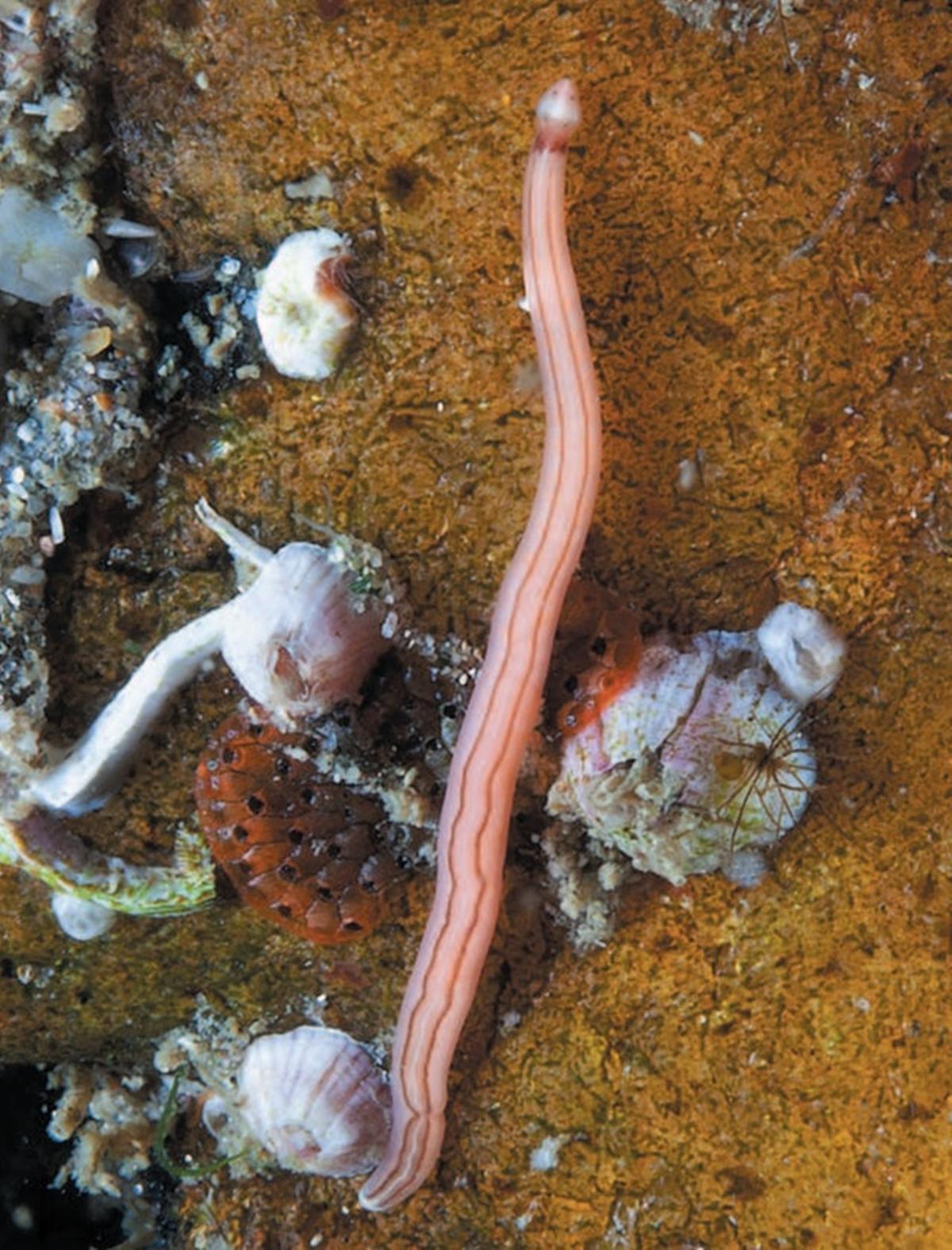 «Tetrastemma robertianae McIntosh»