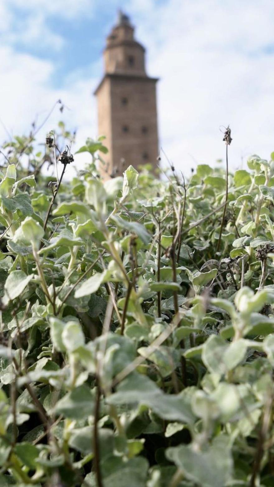 Plantas de regaliz, con la Torre de fondo.   | // CARLOS PARDELLAS