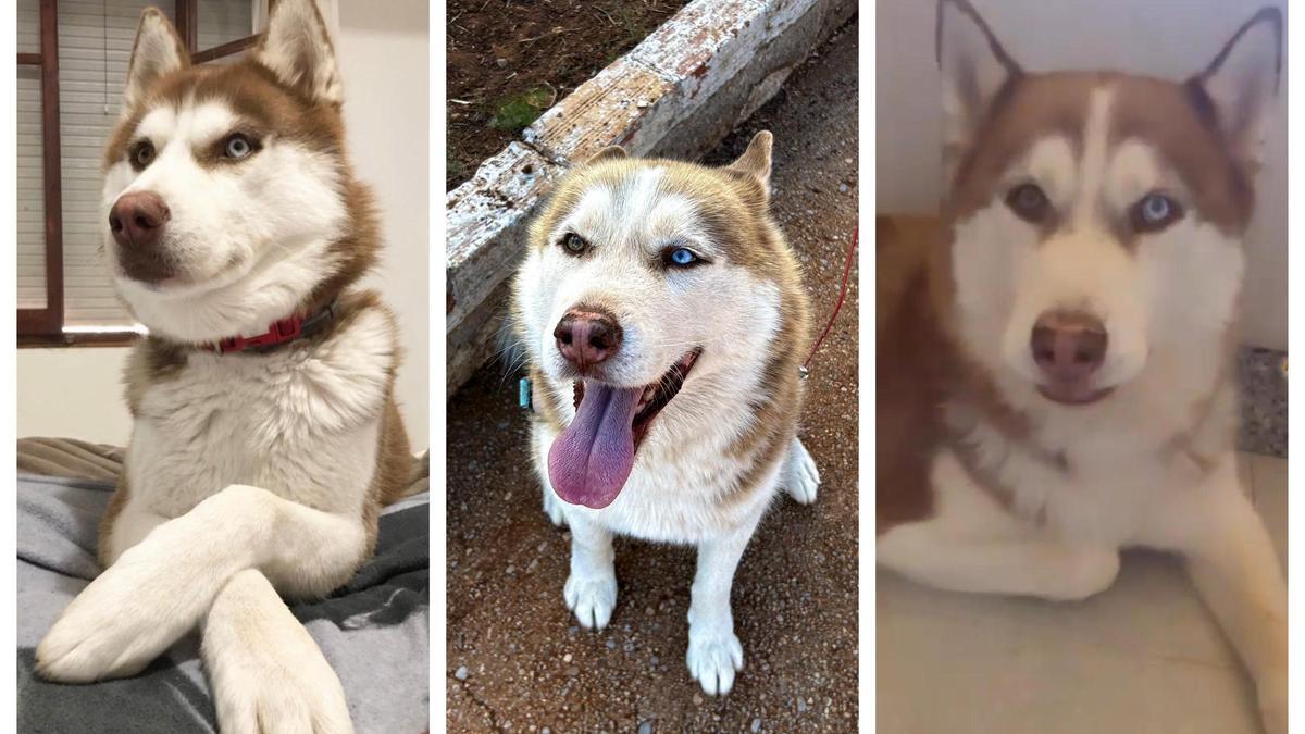 Imagen de Logan, extraviado desde hace una semana en La Baronía (Onda).