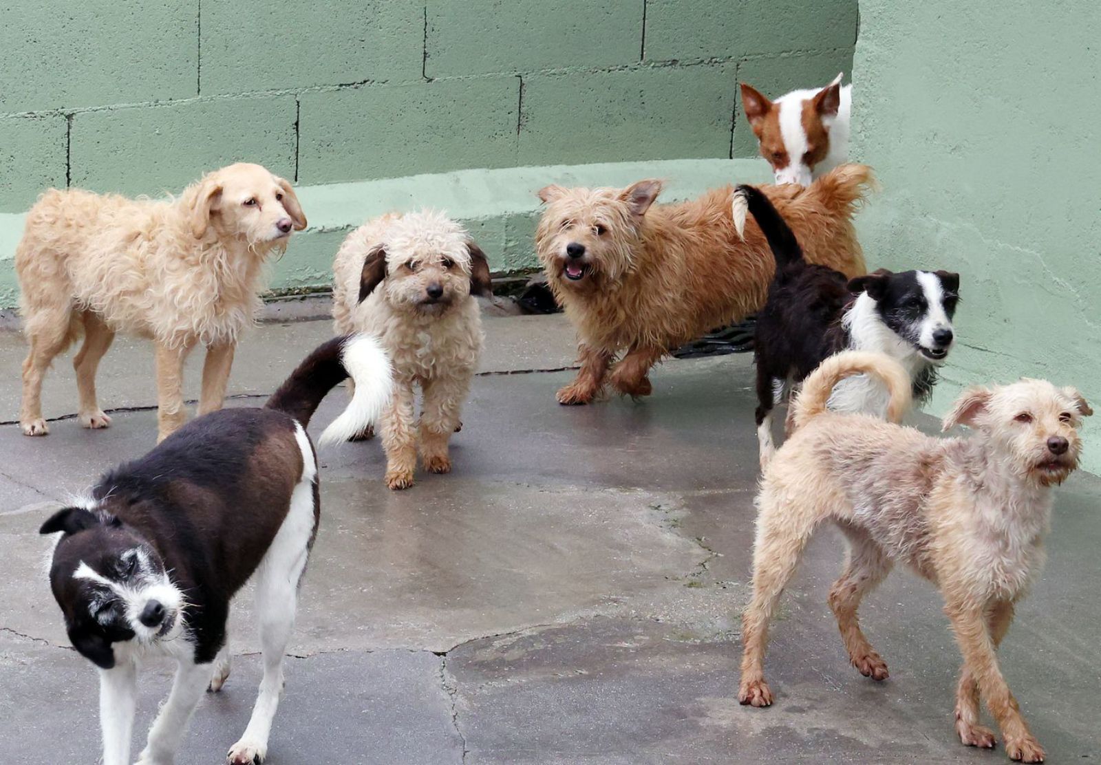 Perros en el refugio vigués de A Madroa