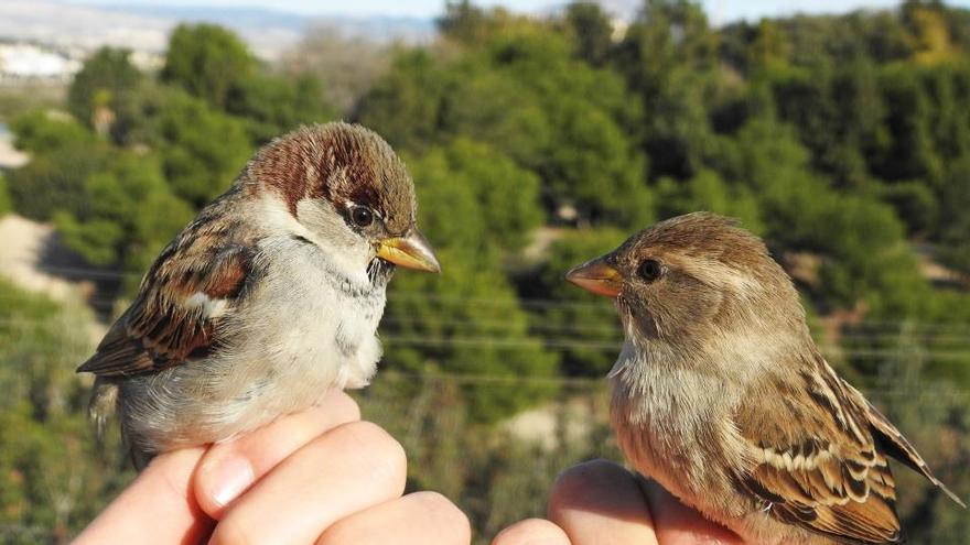 Hidraqua adapta sus instalaciones para la gestión del agua para acoger aves