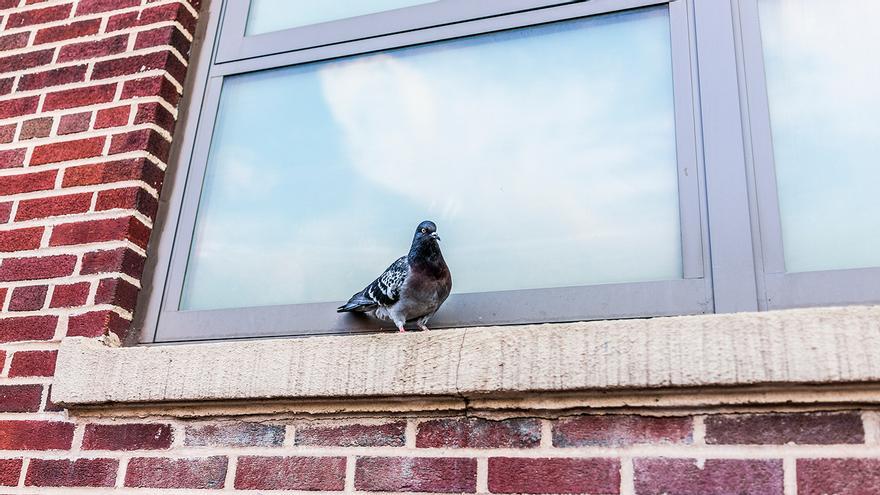 La sal de Mercadona para librarte para siempre de las heces de las palomas en tu terraza o ventana