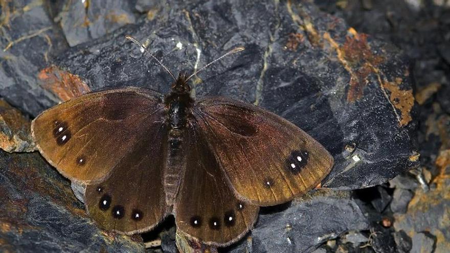 Descubierta una nueva subespecie de mariposa endémica en Sierra de Guara