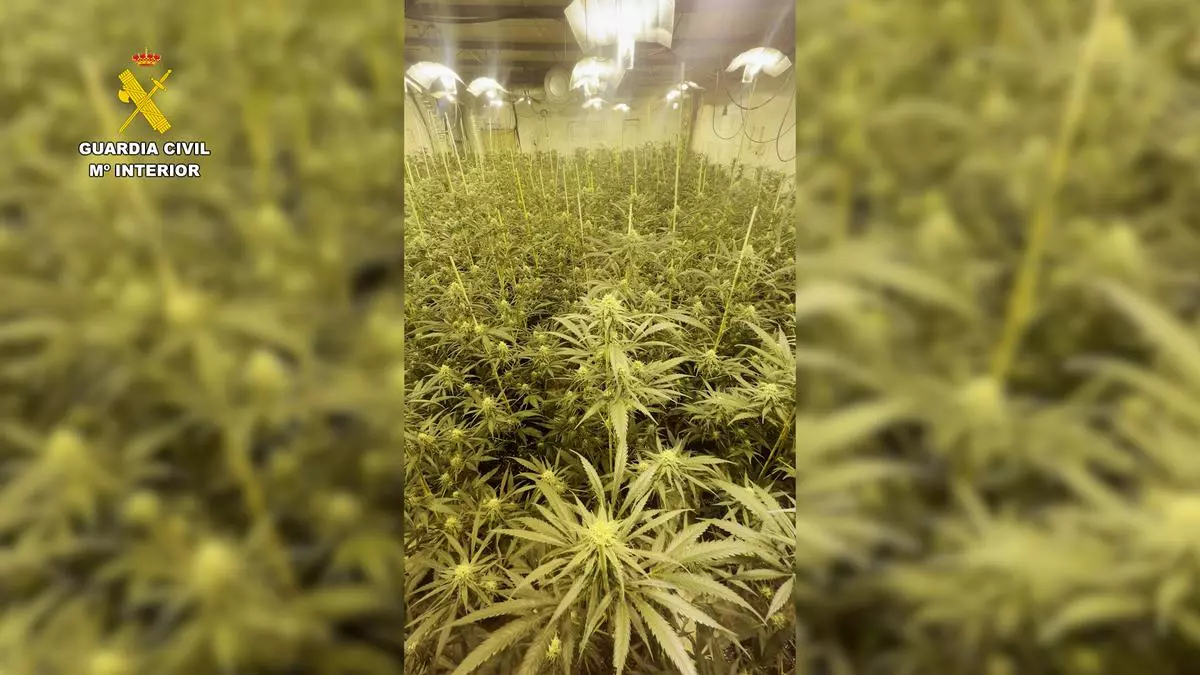 Desmantelan una plantación de marihuana en una granja de cabras en Lora del Río