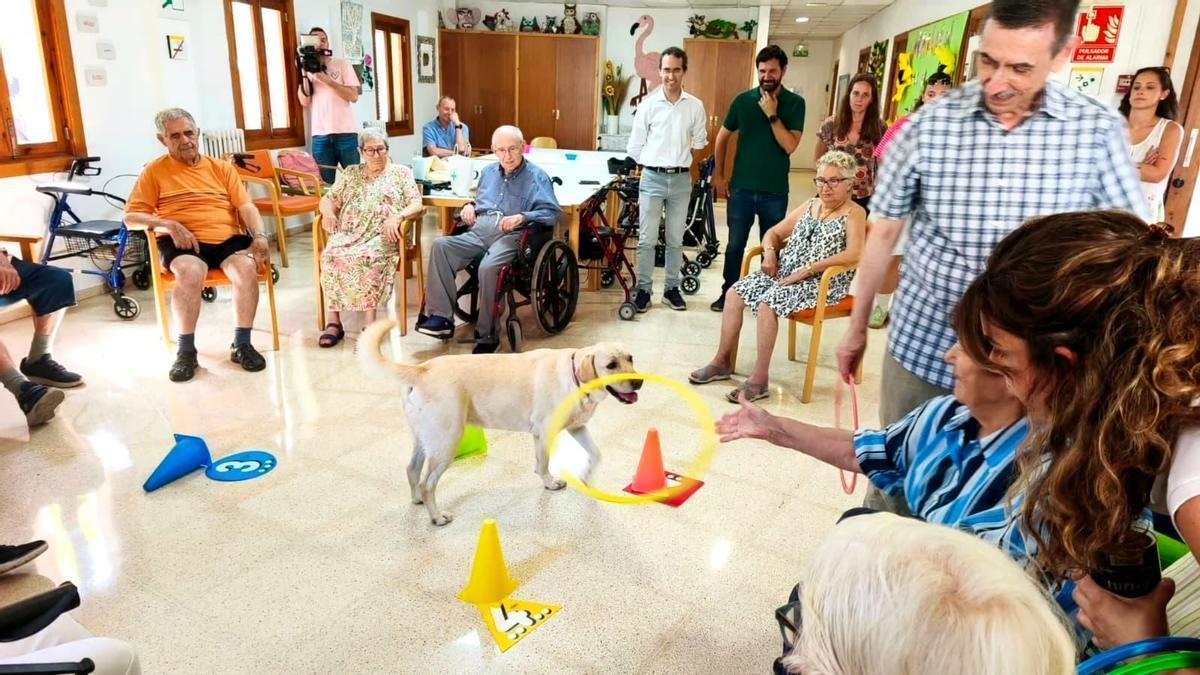 Actividad terapéutica con perros realizada en la Llar d'Ancians