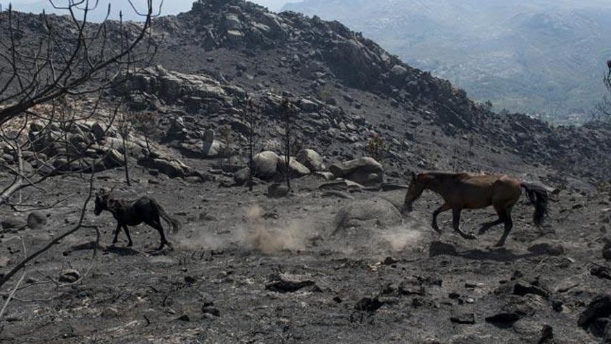 Dos caballos corren por el monte calcinado en O Entrimo. // Brais Lorenzo